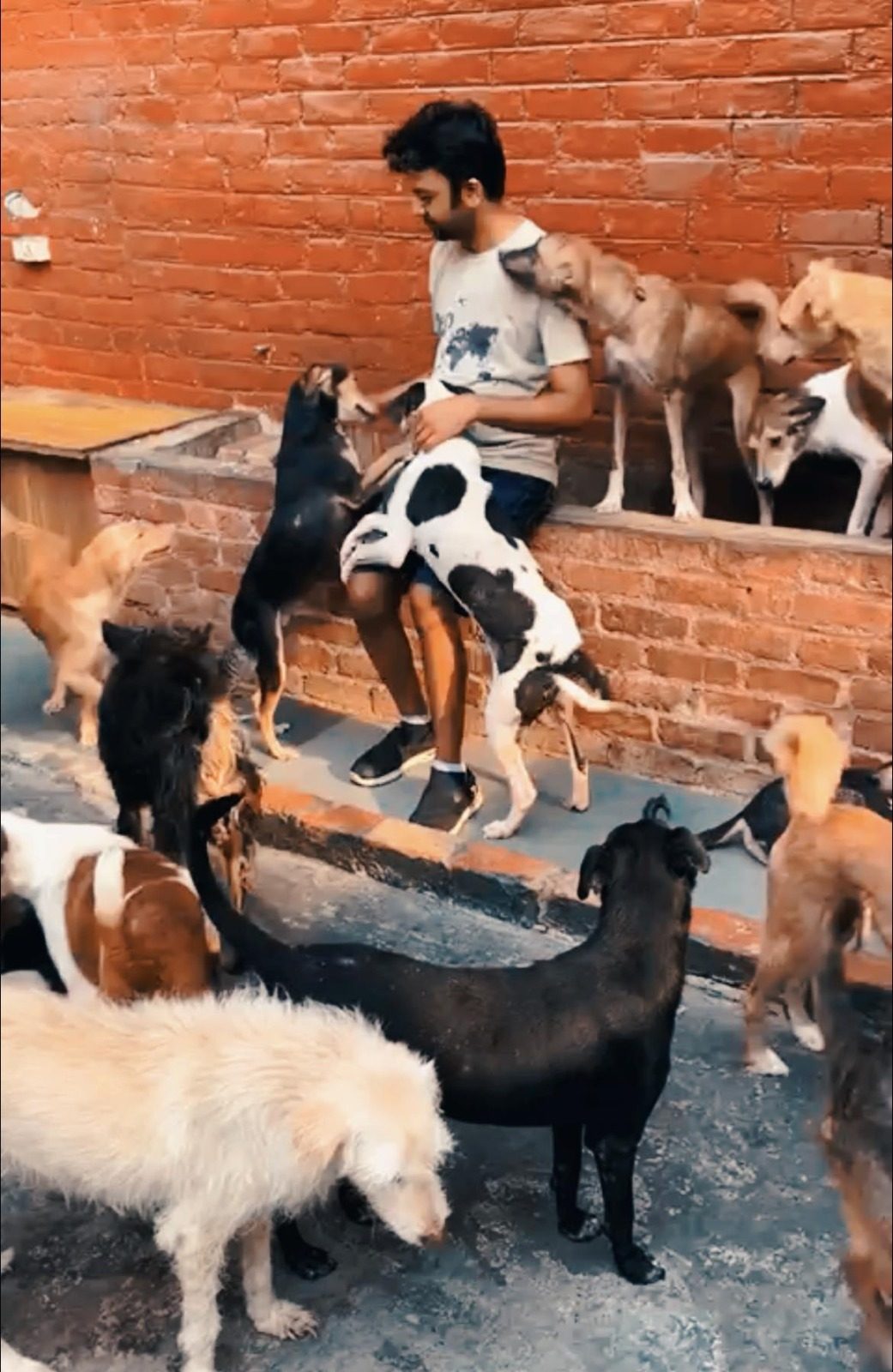 Animals receiving care from WAPCT