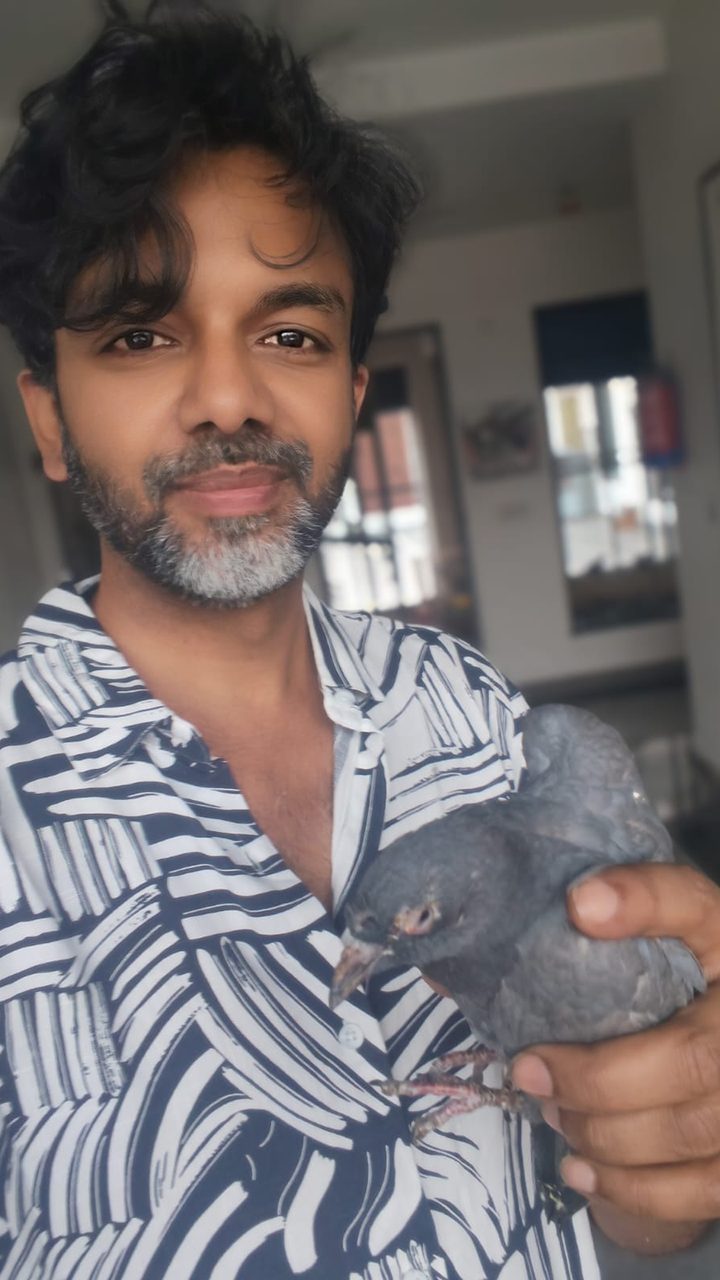कबूतर का बचाव
