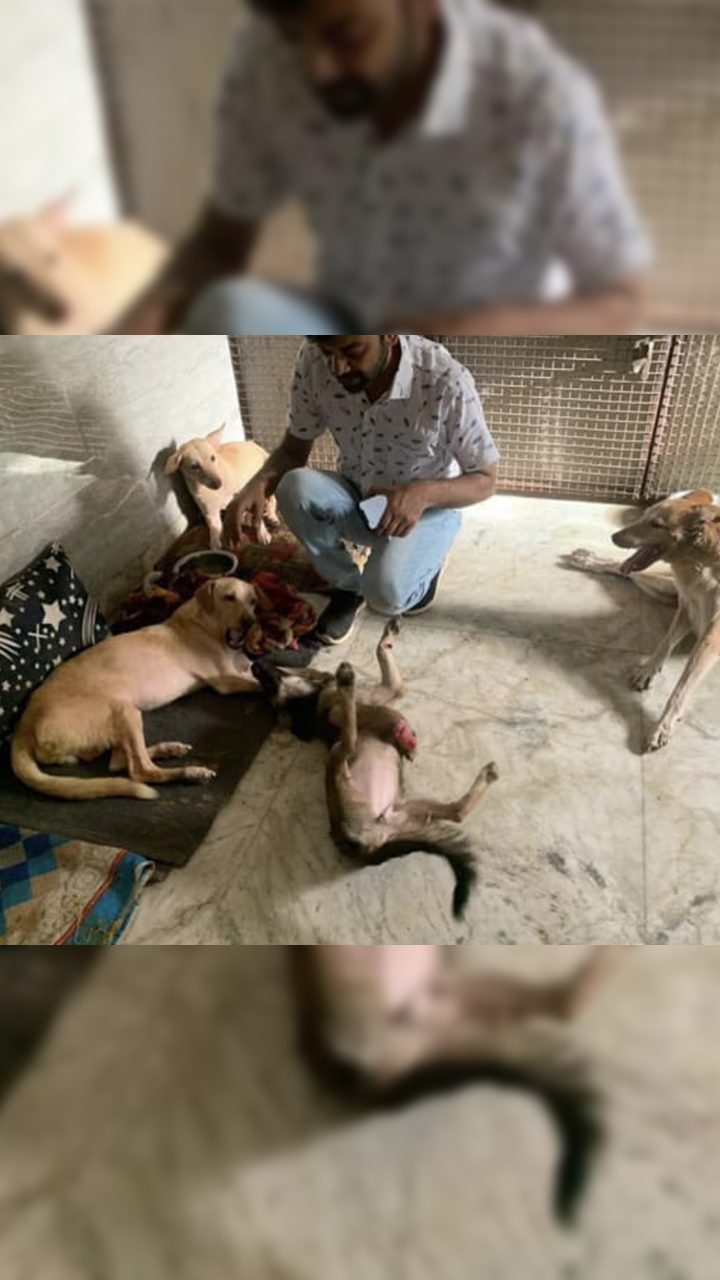 आश्रय में कुत्तों की देखभाल