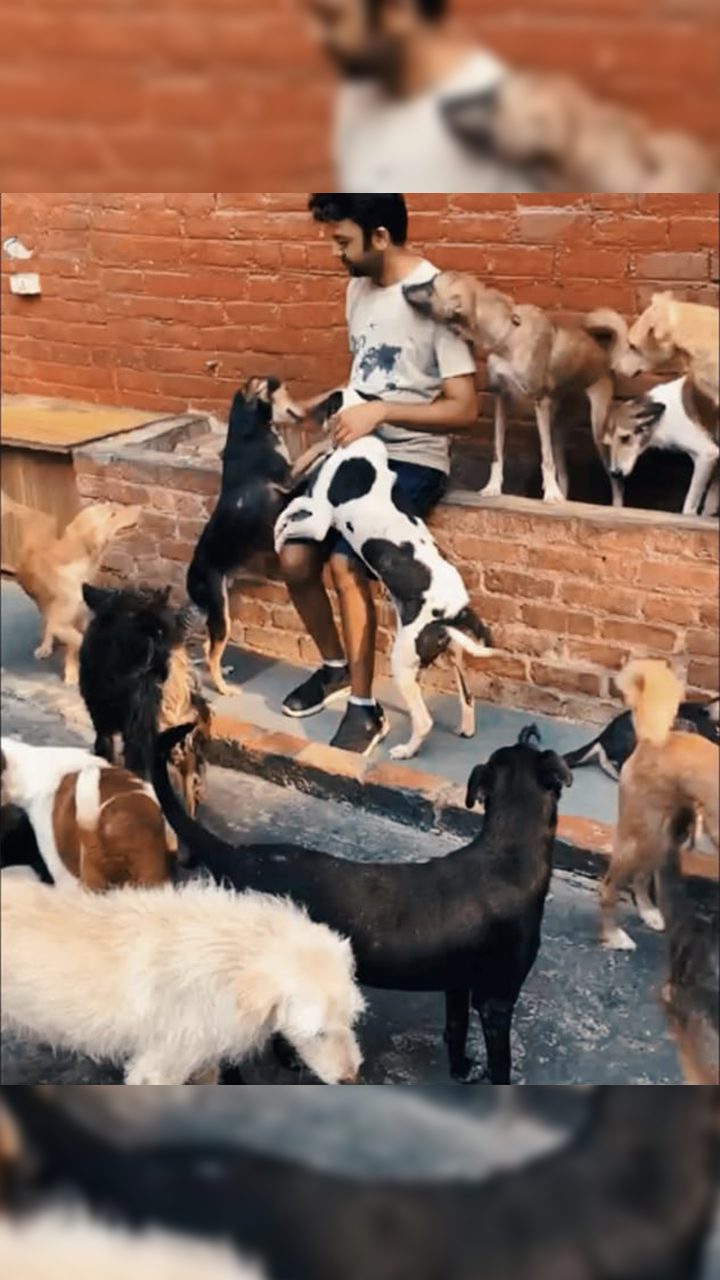 कई कुत्तों के साथ अनुभव