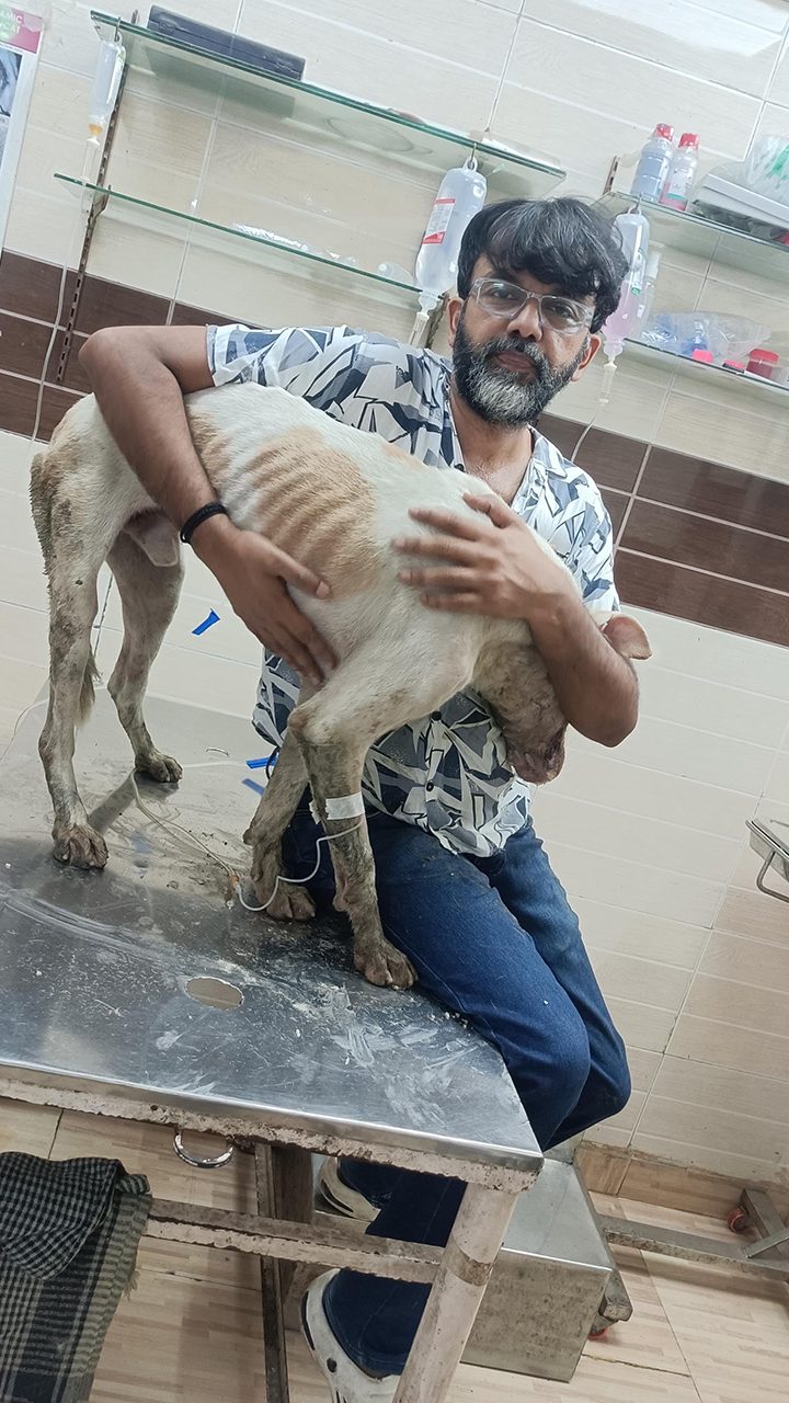 ड्रिप पर बेहद कमज़ोर कुत्ता
